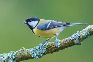 Great Tit