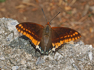 Charaxes jasius
