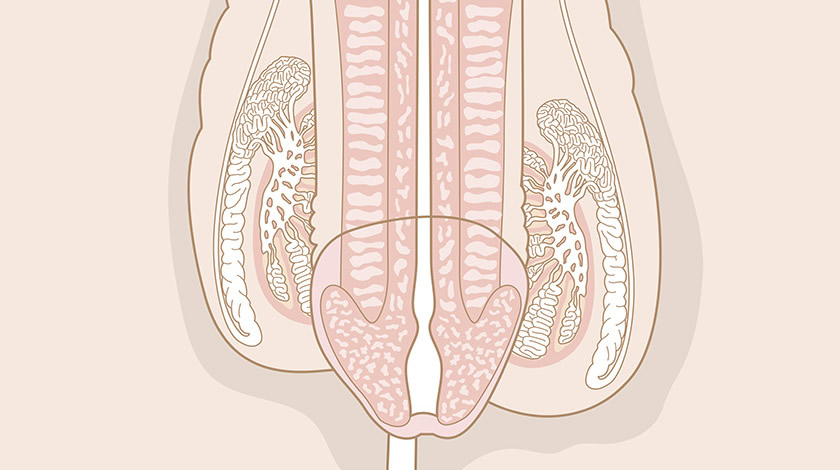 Apparato genitale maschile, vista anteriore (Semplice)