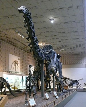 Brontosaurus