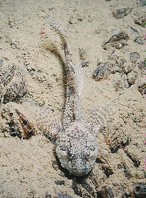 Cottus (genus)