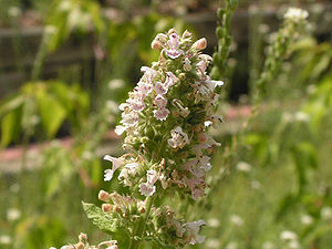 Nepeta cataria