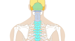 Esqueleto dorsal