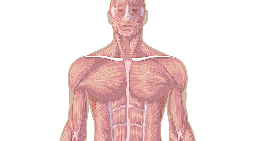 Muscular system, front view