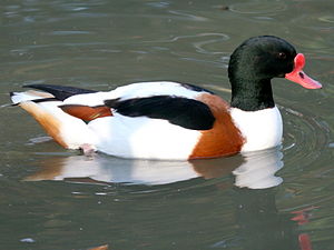 Common Shelduck