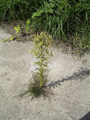 Conyza canadensis