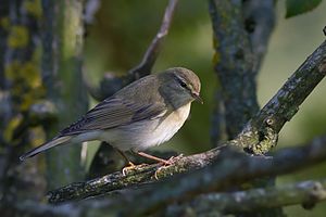 Phylloscopus bonelli