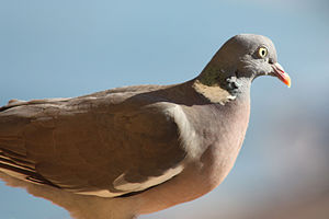 Columba