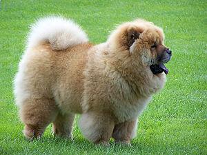 Chow Chow (raza de perro)