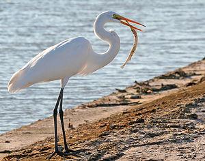 Great Egret