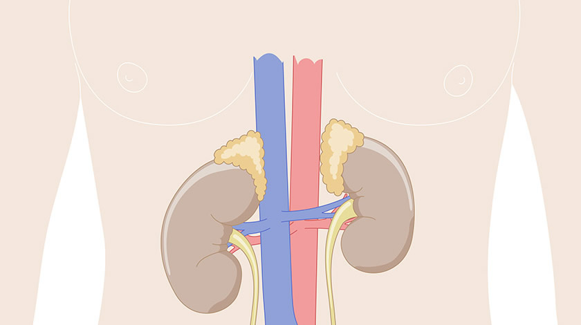 Urinary system (Easy)