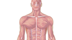 Músculs del cos, vista de front (Primària)
