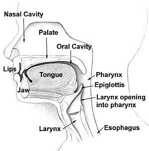 Fosa nasal