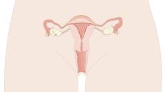 Female reproductive system, front view (Easy)