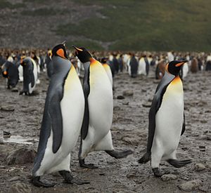 King Penguin