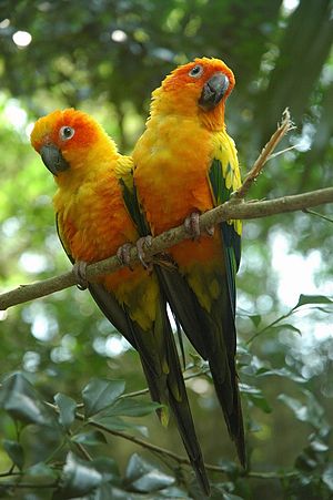 Sun Parakeet