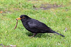 Common Blackbird