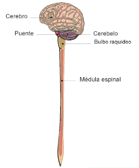 El sistema nervioso humano (Educando)