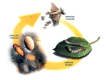 Ciclo de vida del gusano de seda (ppt)