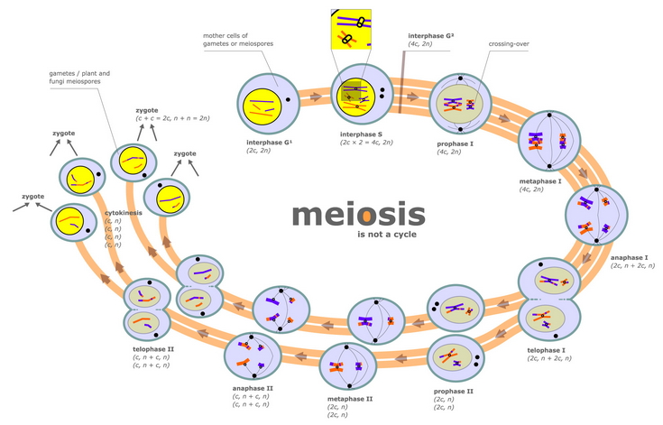 Simulación de Fases de la meiosis - Didactalia: material educativo
