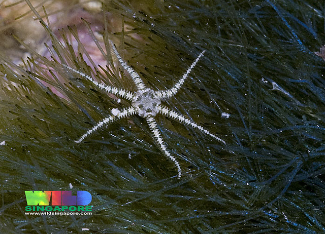 Tiny in-a-sponge brittle stars (Ophiactis savignyi). By Ria Tan (https://www.flickr.com/photos/wildsingapore/11978879186/)