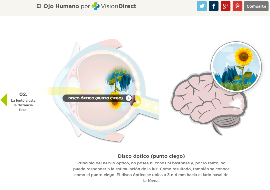 El ojo humano. ¿Cómo vemos? (VisionDirect)