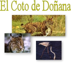 El Coto de Doñana