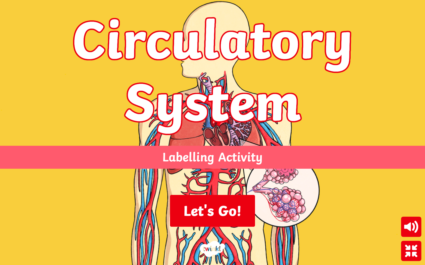 Actividad de etiquetado interactivo del sistema circulatorio.