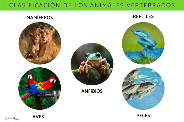 La clasificación de los animales