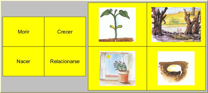 Entretener Ajustarse postre Las plantas - Didactalia: material educativo