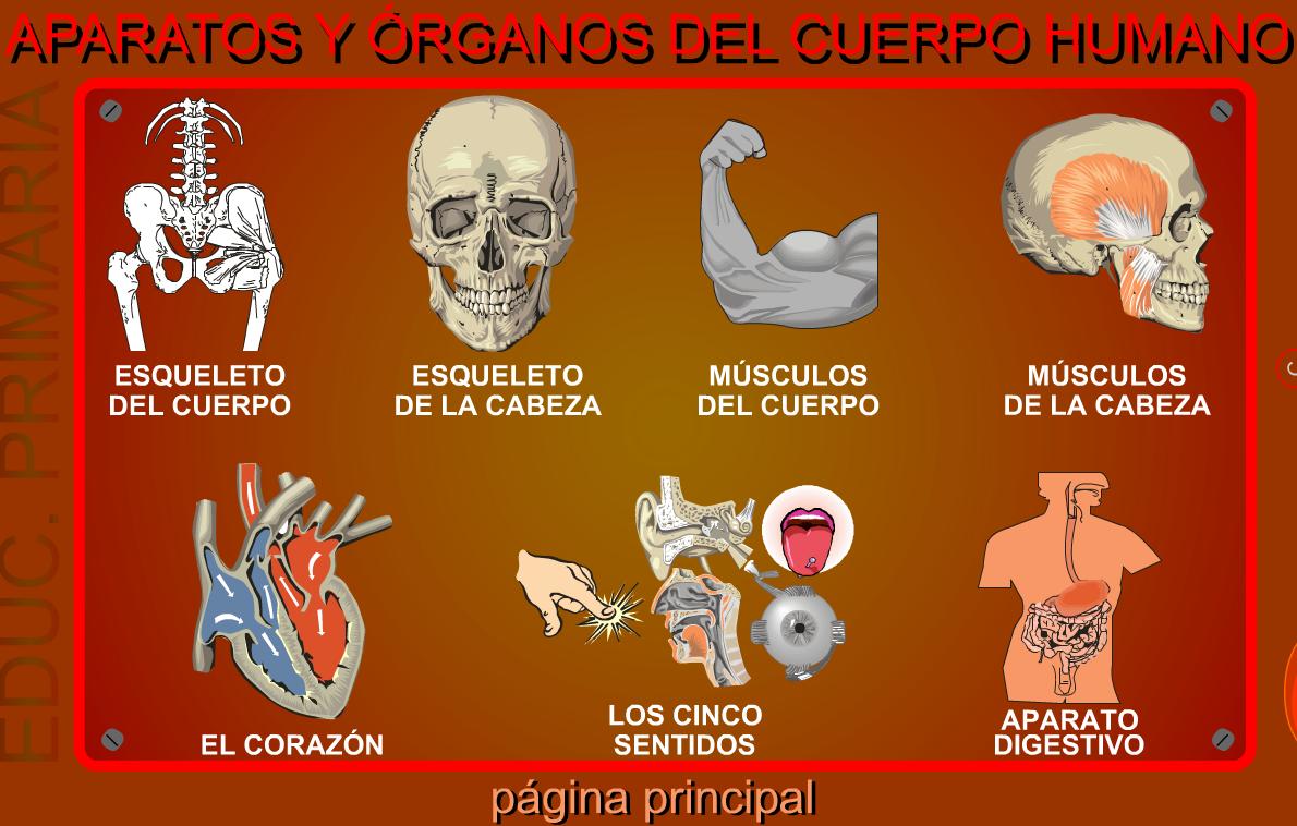 Crucigrama del Cuerpo humano (Digipuzzle.net) - Didactalia: material  educativo