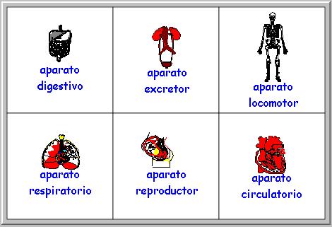 Crucigrama del Cuerpo humano (Digipuzzle.net) - Didactalia: material  educativo