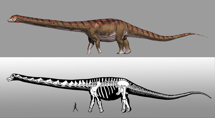 El dinosaurio más grande del mundo ya tiene nombre (SINC)