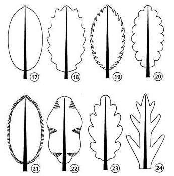 Observación y clasificación de hojas (mclibre.org)