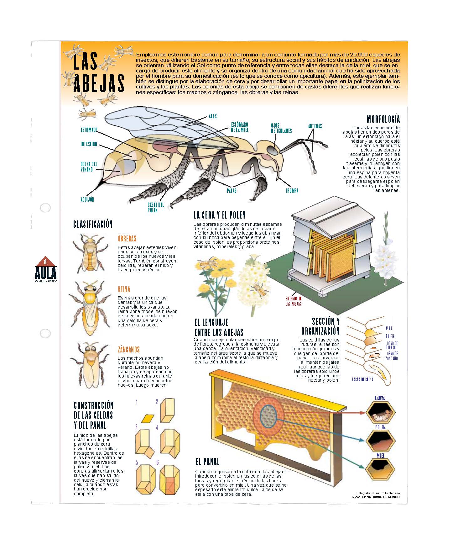 Las abejas. Láminas de El Mundo