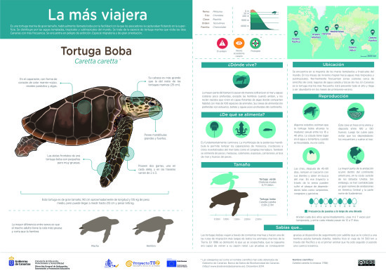 Infografía: Tortuga Boba (Gobierno de Canarias)