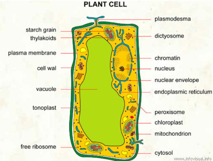 Plant Cell (The visual dictionary)