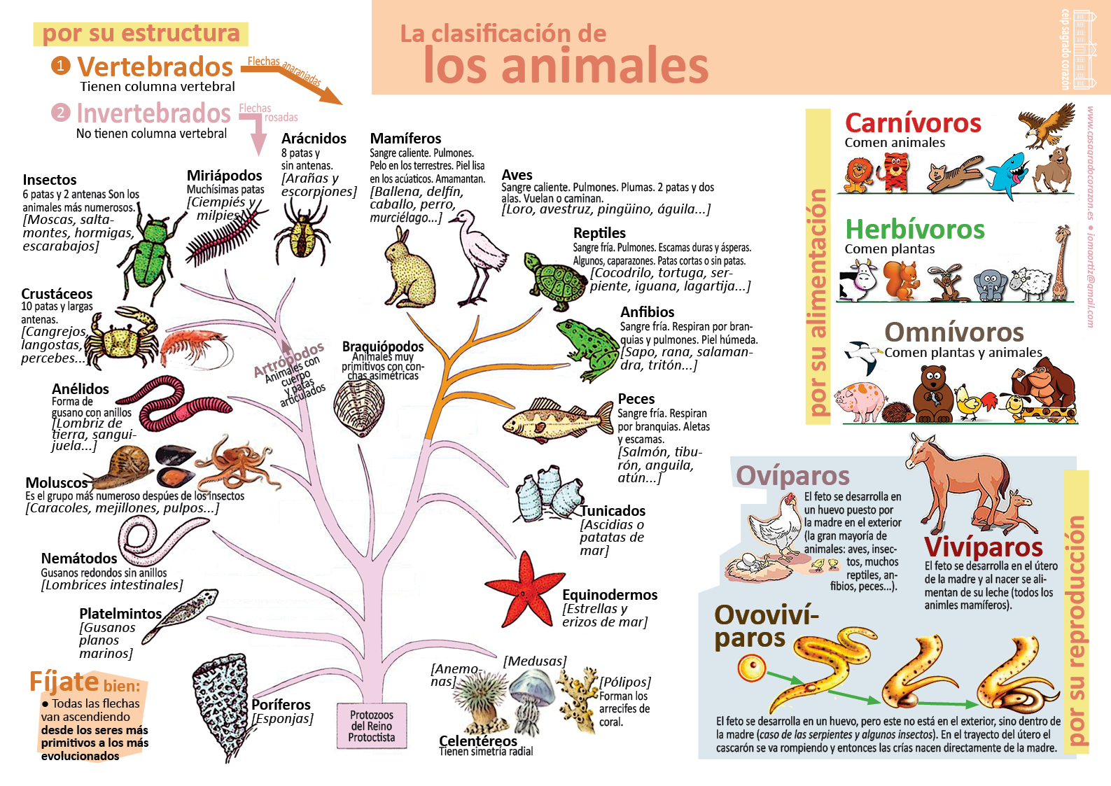  La clasificación de los animales (Infografía de Ciencias Naturales)