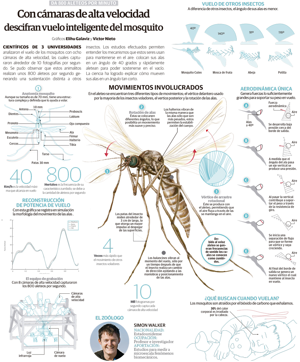 La física del vuelo inteligente del mosquito (Infografía de La Razón)