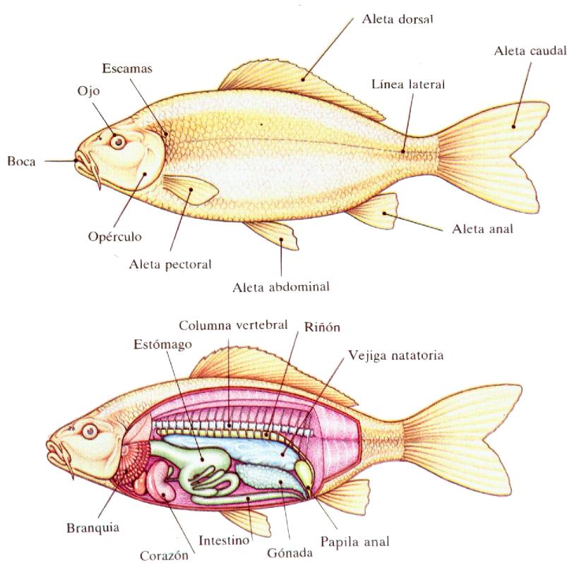 Disección de un pez óseo. McLibre