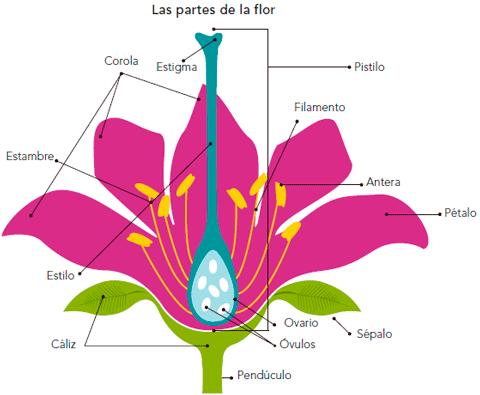 Las partes de una flor y sus funciones