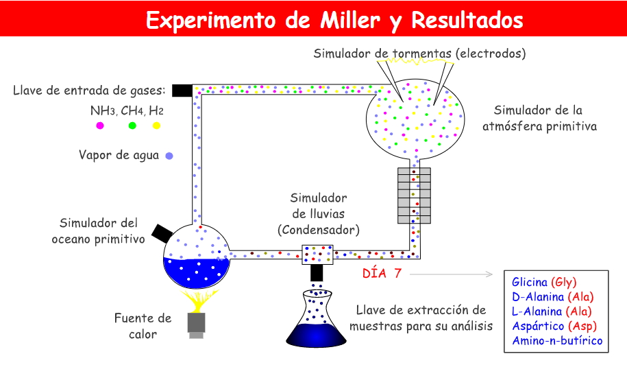 Experimento de Miller y resultados. Origen de la vida