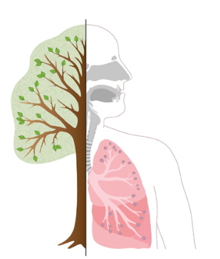 La respiración: Los alvéolos de nuestros pulmones. Experimento para niños de 8 a 12 años