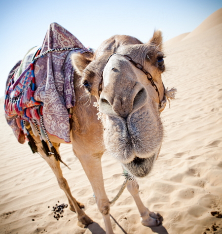 Cómo obtuvo el camello su joroba (PerúEduca)