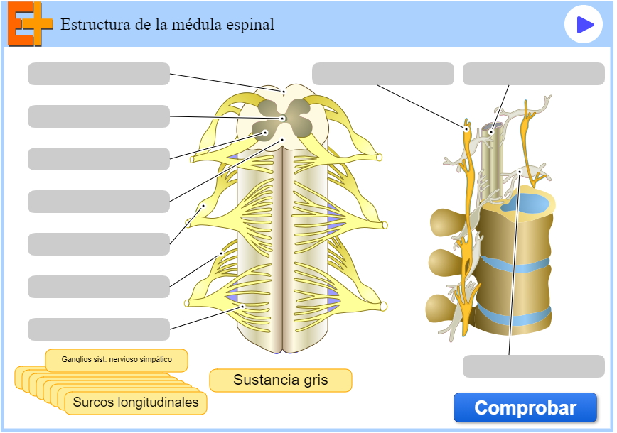 Estructura de la médula espinal (educaplus.org)