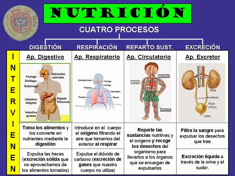 La función de nutrición II