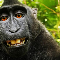 macaco kong
