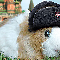 Cobaya sovietica Rusa