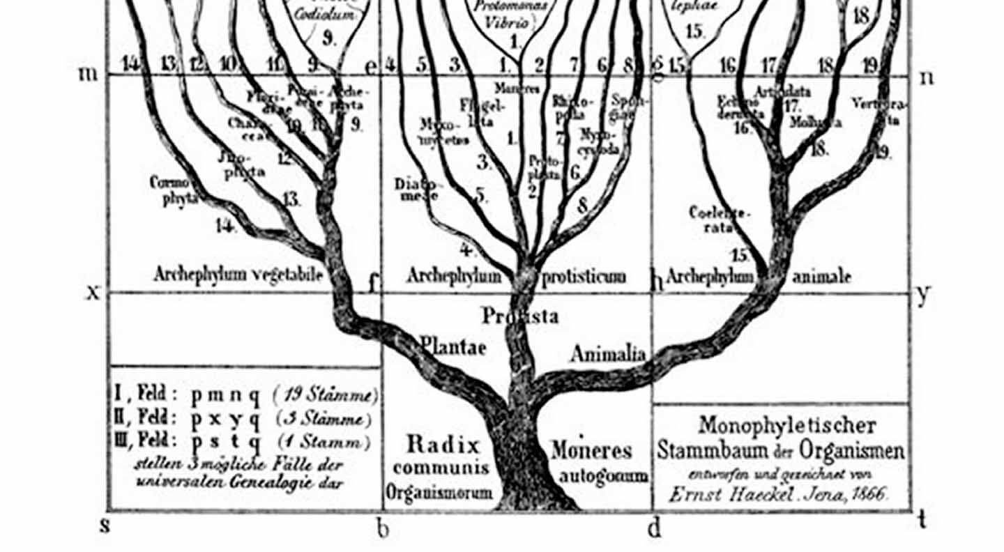 Gestión de taxonomías y tesauros -- Tesauros