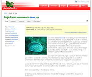 Oreja de mar (Haliotis tuberculata )